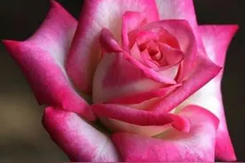 【花花世界②】图片