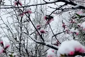 河南冷空气肆虐到三月底！新的一周，后半程逐渐回暖图片