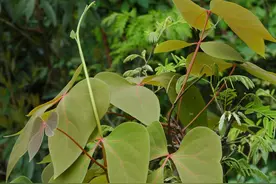 每日学中药——大血藤图片