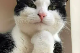 看完这个，你可能喜欢上这只萌萌的奶牛猫图片