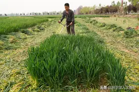 农民大叔割青小麦苗去喂羊，是毁青还是另有原因，看他怎么说图片