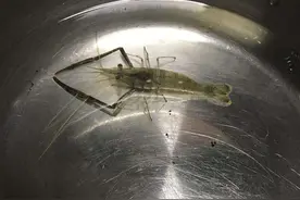 这才是真正的大眼贼，在鱼缸里祸害无穷，大的可以搬上餐桌图片