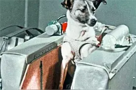 世界首个进入太空的猴子，61年前乘坐美国火箭升空，最后结局如何图片