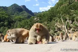 山西农民大姐把300只猕猴引下山，喂养7年，如今遇上麻烦事图片