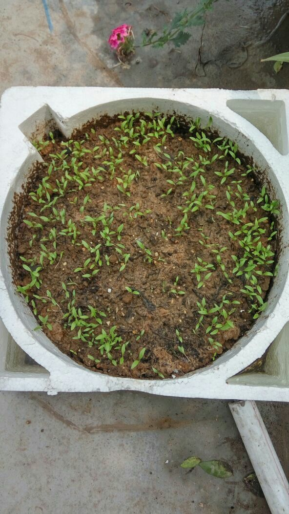 快递泡沫箱别丢,拿来种菜养花,省了不少钱