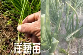 洋葱什么时候种植，掌握播种技巧，洋葱长得好，不过早抽薹图片