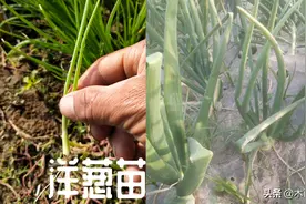 洋葱什么时候种植，掌握播种技巧，洋葱长得好，不过早抽薹图片