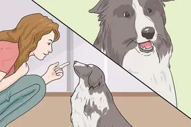 如何训练成年狗？掌握训练的正确方法，才能达到完美效果图片