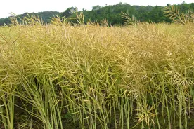 11个油菜新品种推介！产油量高！抗裂荚、抗倒伏，还能机械采收图片