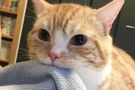 当猫猫程序宕机后…. 各种奇奇怪怪的表情包就出现了图片