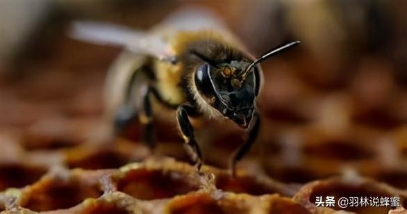 鸟类如何繁殖后代（快速将蜂群繁殖成为强蜂群）