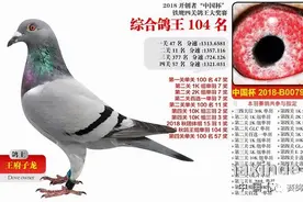 超级赛鸽 重伤归巢斩获北京开创者鸽王，拍出百万天价图片