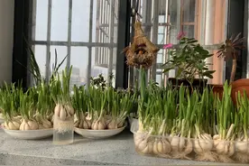 水培大蒜怎么种植？只需3步，蒜苗蹭蹭长，一个冬天吃不完图片