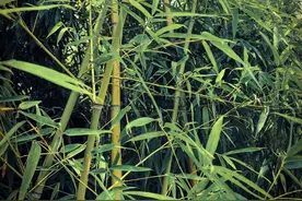 专业英语Day217丨大型石油公司和钢铁厂都面临物料供应问题图片