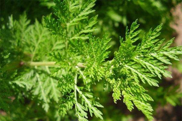 青蒿素作为多功能药物更值得关注和研发