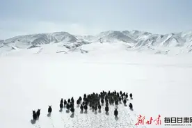 罕见！祁连山区出现国家一级保护动物野牦牛群图片