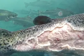 揭秘寄生虫泛滥的外国三文鱼渔场图片