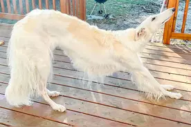 世界上鼻子最长的猎狼犬图片