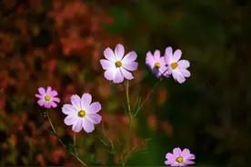 人生呐，万般皆是命，半点不由人图片