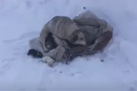 冰天雪地里发现1只狗狗，用身体围住幼崽，凑近后忍不住心疼了图片