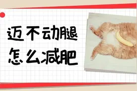 实在迈不开腿，胖猫该怎么减肥？图片