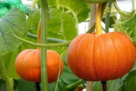 南瓜只长蔓不结瓜，试试这3个方法，一株结十个不是问题图片