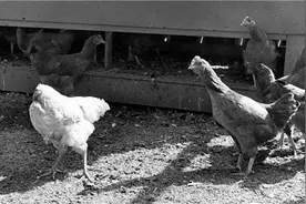 美国无头鸡麦克：头被砍掉，却活蹦乱跳了18个月，还进行全国巡演图片