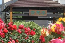 @所有石家庄人，市花月季将陪伴我们到10月！图片