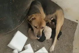 狗妈妈被遗弃工地，天寒地冻生下小狗，工地不是家，流浪狗没归宿图片