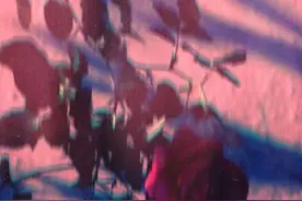 家庭稳定的中年男性，怎样抵抗美女诱惑？图片