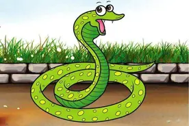 为何说菜花蛇进家不能打？一里有菜花，十里无毒蛇，菜花蛇并不菜图片