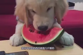 吉尼斯纪录世界上最大西瓜，重达300多斤，有一头成年猪那么重视频封面