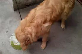 狗狗“吐黄水”，都是主人饲养不当惹的祸？图片