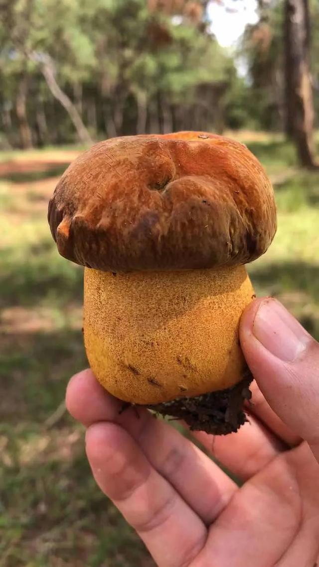 吃蘑菇起鸡皮疙瘩 吃蘑菇起鸡皮疙瘩