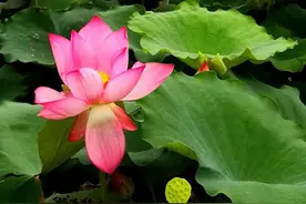 钦州白石湖网红荷花池，遇见了一群神仙姐姐，翩翩起舞不甚好看图片
