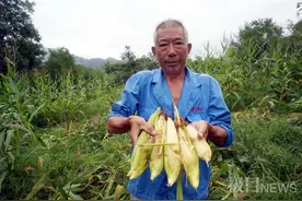 湖北十堰野猪成灾，一年糟蹋粮食数百万斤，村民：“野猪吃玉米就像在自家地里收割一样”图片