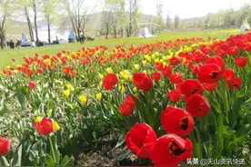 游家乡看变化：乌鲁木齐市水磨沟区红湾花海的郁金香开了图片