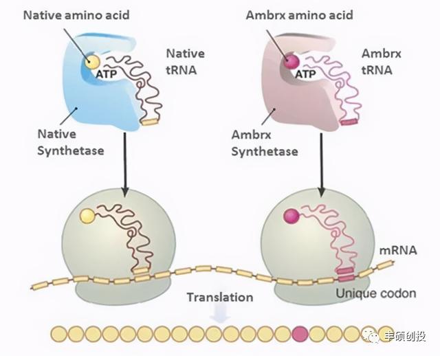 利用非天然氨基酸实现ADC 90%均一性的Ambrx Biopharma