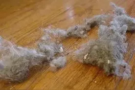 家里经常有絮状物怎么办？图片