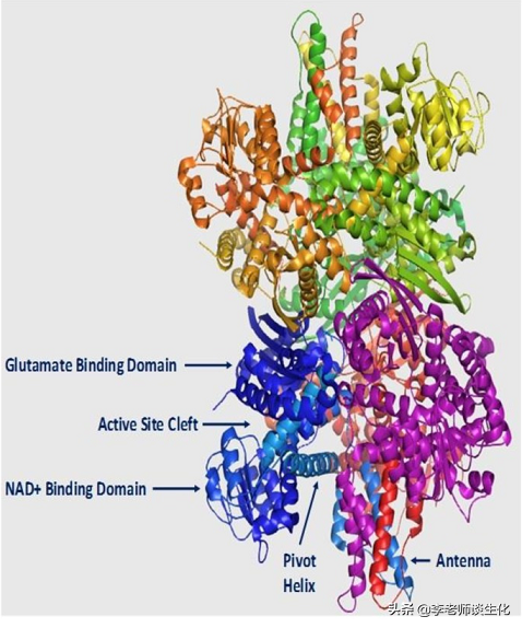 氨基酸的脱氨与氨基酸氧化酶