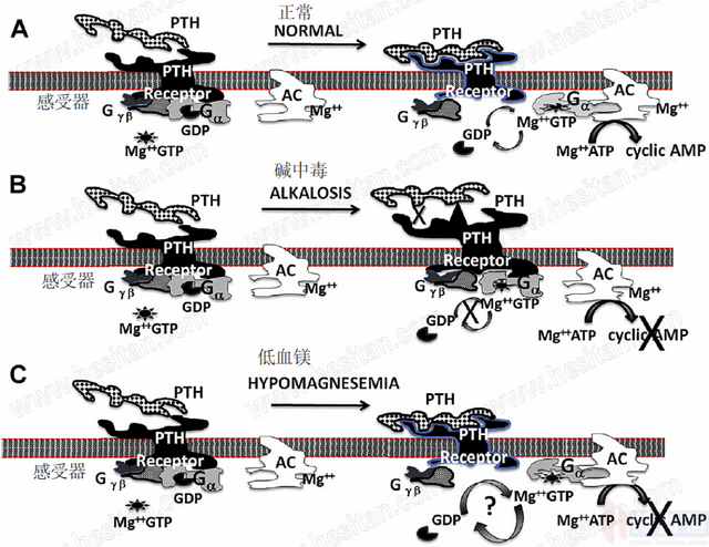 张廷青：如何正确诊疗防奶牛血钙紊乱？