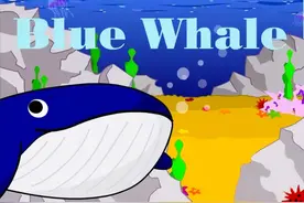 启蒙英语小学堂｜Bule Whale图片