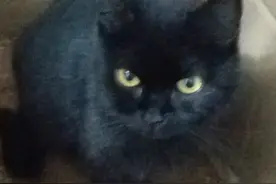 疫情还没过，捡到一只大肚子流浪猫怎么办图片