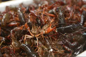 洗小龙虾时，用水冲洗等于吃土，养殖户教你一招，脏东西自动跑光图片