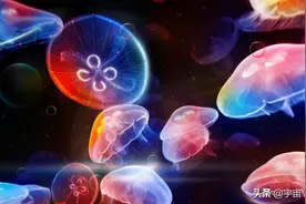 海底1万米有什么？我们一起走进地球最深处，探索一个奇妙的世界图片