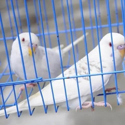 黄绿鱼鳞鹦鹉
