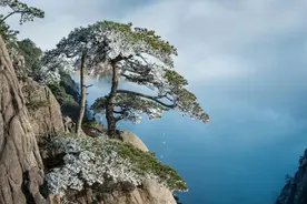 俗话说：五树进宅，人穷家败。家里为什么不能栽这些树？图片