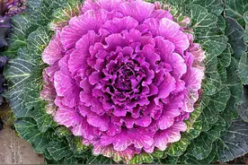 5种花入秋种，零下10度冻不死，冰天雪地赏花，当菜，美丽又脆爽图片