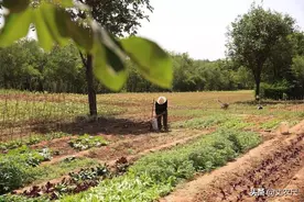 只种地，不收粮？国家出手，严惩“明转土地、暗领补贴”行为图片