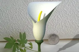用SolidWorks画一朵马蹄莲花图片